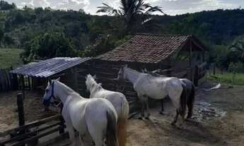 Imagem 2: Equinos baxeiro Fazenda / sítio com venda por R$5.000