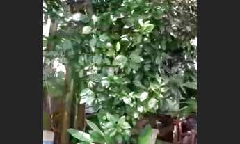 Imagem: Vende casa no parque São Bernardo próximo