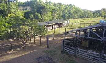 Imagem 2: Oportunidade! Fazenda De Eucalipto Ou Gado A Venda em Pirenópolis - Go