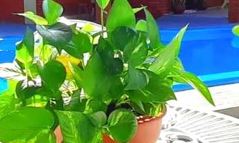 Imagem: Aluguel temporada Mosqueiro Murubira