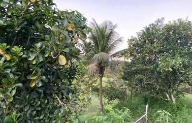 Imagem 4: Chácara com muito pasto e água pertinho do Recife
