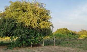 Imagem 7: Vende-se roça caatinguinha