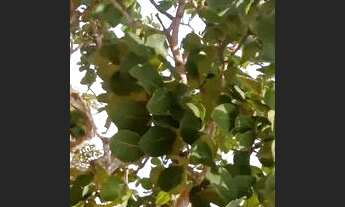 Imagem 5: Vendo chácara em Cromínia com escritura