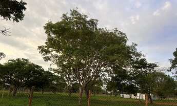 Imagem 5: Chácara 1000m - 14km Uberlândia