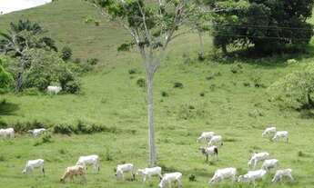 Imagem: MARAVILHOSA OPORTUNIDADE FAZENDA EM MARAGOGIPE
