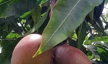 Imagem 5: Chácara em Ibiúna