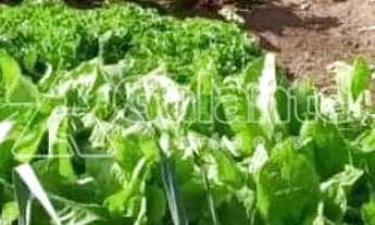 Imagem 7: Terreno a Venda com mais de 1mil metros no Village Campinas