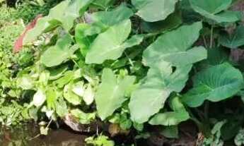 Imagem 7: CHÁCARA VENDE-SE COM URGÊNCIA