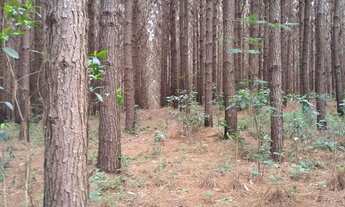 Imagem 2: Permuto floresta de pinus de 10,5 alqueires com 18 anos por imóvel em Curitiba