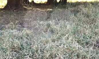 Imagem 6: Fazenda à venda em Centro - GO