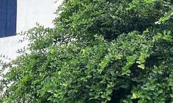 Imagem: Vendo Casa em Muqui/ES