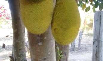 Imagem 4: Sítio lindo a venda na beira do Rio Piquiri