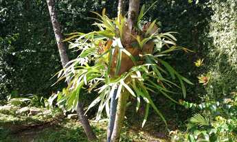 Imagem 5: Aluguel temporada Casa com piscina Guarujá