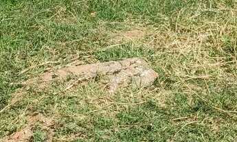 Imagem 6: Excelente lote no Sol nascente, abaixo da 11/ 15 do p-norte