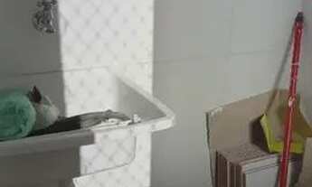 Imagem 7: Apartamento / Padrão - Palmeiras de São José - Locação e Venda