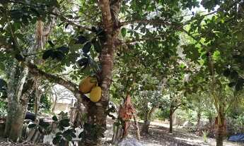 Imagem 2: Oportunidade chácara no Lindóia apenas 490 mil documentada