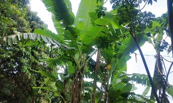 Imagem 7: Chácara com casa de 1 quarto