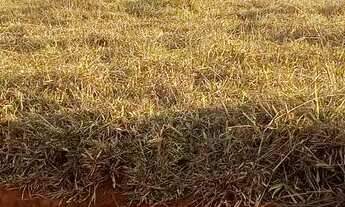 Imagem 2: Repasso lotes top demais ..