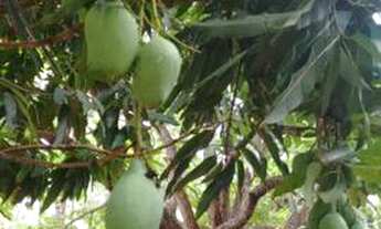 Imagem 5: Sítio lindo a venda na beira do Rio Piquiri