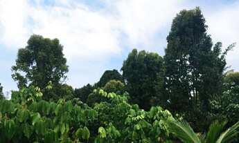 Imagem 7: Fazenda a venda a poucos km de Valença-BA