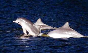 Imagem 6: Lote Ilha Comprida Litoral Sul -250m2º Só transferir