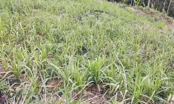 Imagem 4: Vendo área de terra 3500 mtrs a 36 km do trevo do atuba