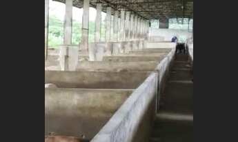 Imagem 2: Fazenda 3mil hectares no Rio Preto da Eva - AM