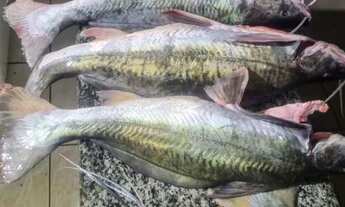 Imagem 4: Lote com 1875m² - Condomínio Rio dos Bois!