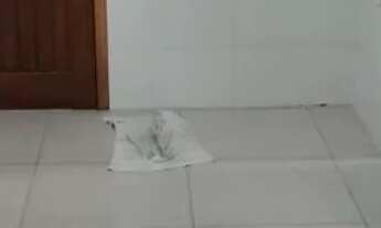 Imagem 6: Apto Carianos 2 quartos (ALUGADO