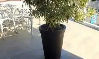 Imagem 6: Casa para locação no GARDEN CLUB , ABRANTES, Camaçari, BA