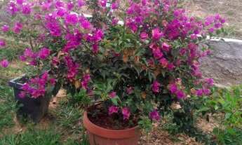 Imagem 6: Chácara para venda tem 80000 metros quadrados - Silvânia - Goiás