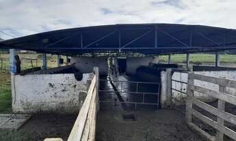 Imagem 6: Sitio em santo antonio da alegria 3.5 alqueires 1.100.000.00 ( cel