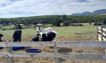 Imagem 3: Sitio em santo antonio da alegria 3.5 alqueires 1.100.000.00 ( cel