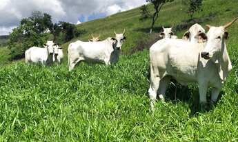 Imagem 5: Fazenda Fazenda / sítio com venda por R$7.900.000