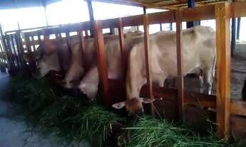 Imagem 4: Sitio 20.500 2 Hectares (Lindo) R$850.000,00