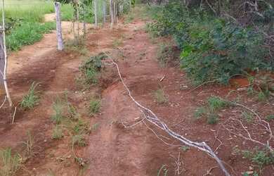 Imagem 3: Fazenda à Venda em Matrinchã Goiás | 46 Alqueires