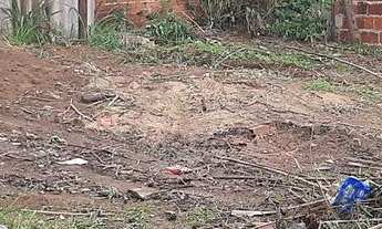 Imagem 7: Vendo / troco Lote samambaia