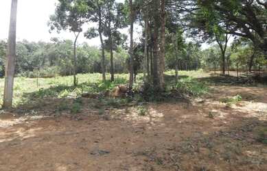 Imagem 4: Linda chácara de 4 mil metros com um chalé(Temos varias opções)