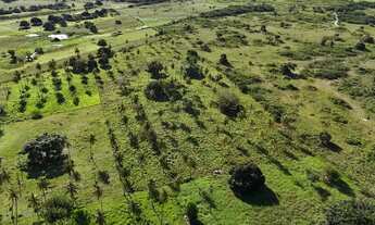 Imagem: Fazenda com 50 hectares na região de São