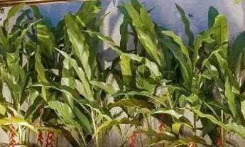 Imagem 2: Lançamento Mundi Rooftop: Condomínio Horizontal com Casas Espaçosas e Rooftop em Belém