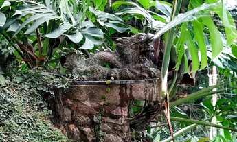 Imagem 3: Paraíso na Natureza com Rio Privativo em Guapimirim/RJ - 180m² em 3600m²