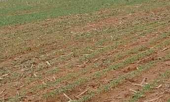 Imagem 3: Fazenda à venda preço de oportunidade região Vale do Araguaia