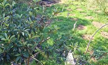 Imagem 5: Ótimo Sitio Escritura Casa Alvenaria 3 Dormitórios Itacolomi aGravataí RS ngava) - Gra