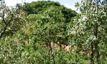 Imagem 2: Lote em Padre Bernardo-GO (Vendinha