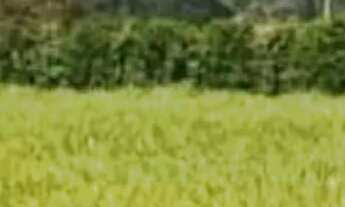 Imagem: Terrenos em Vargem do Salto - Ibiúna