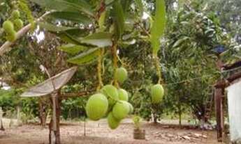 Imagem 6: Sítio lindo a venda na beira do Rio Piquiri
