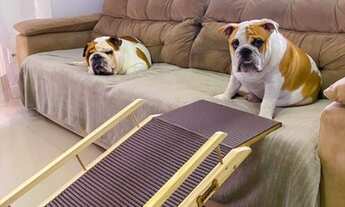 Imagem 2: Vendo Urgente!!! Fabrica Artig. Pet + Ecommerce L.LIQ. R$ 25 Mil Pço R$ 290 Mil leia desc