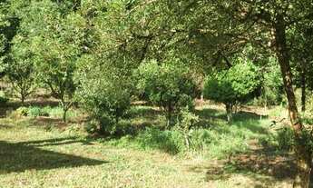 Imagem 4: Vendo chácara ou troco por imóvel em poa ou no litoral