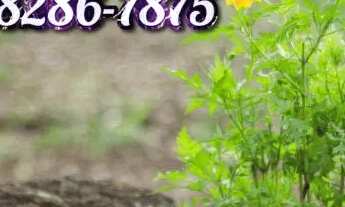 Imagem: Terrenos para construção de chácaras