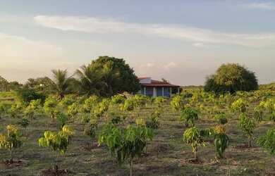 Imagem 3: Vende-se roça caatinguinha